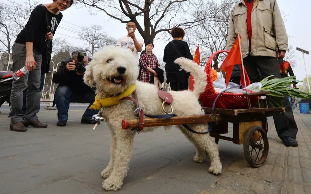 The Week in Pictures: Animals, March 22 – March 28, 2014