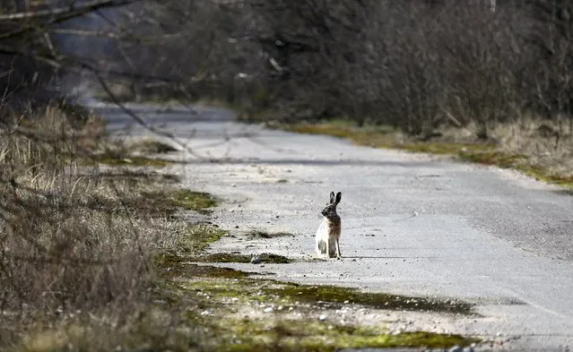 A hare sits on an empty road at the 30 km (19 miles) exclusion zone around the Chernobyl nuclear reactor in the abandoned village of Radin, Belarus, March 12, 2016. (Photo by Vasily Fedosenko/Reuters)