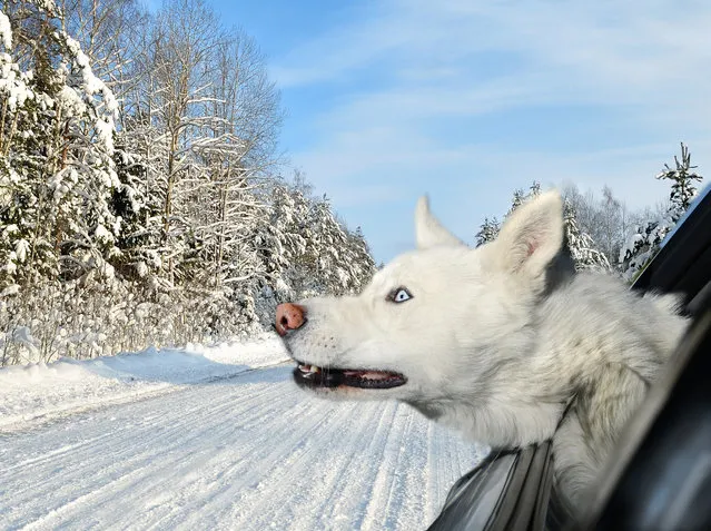 A white Siberian husky leans out of a window in Los Angeles, California. A wacky photographer has come up with an unusual pet project – snapping ecstatic dogs as they hang their heads out of car windows. Lara Jo Regan, 48, embarked on the odd task for her new 2014 calendar “Dogs In Cars”. The unusual shoot, which took place in Los Angeles, California, aimed to explore the joy experienced by pugs and huskies when a breeze hits their faces. (Photo by Lara Jo Regan/Barcroft Media)