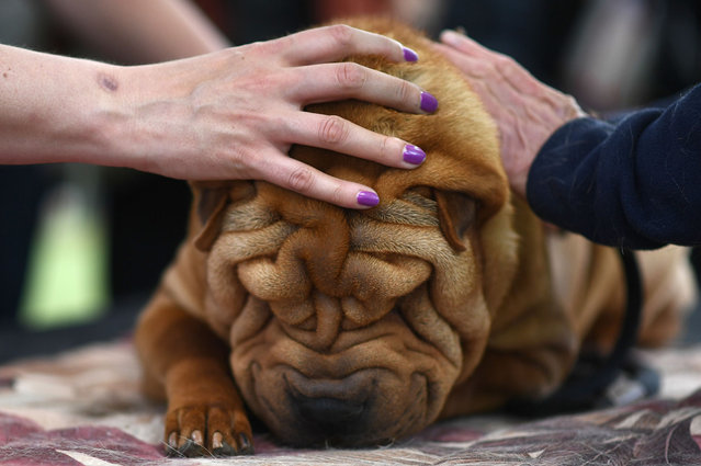 A woman with purple nail polish pets a Shar Pei at the 148th Annual Westminster Kennel Club Dog Show on the grounds of the USTA Billie Jean King National Tennis Center, Flushing Meadows Corona Park, New York, NY, May 11, 2024 (Photo by Anthony Behar/Sipa USA)
