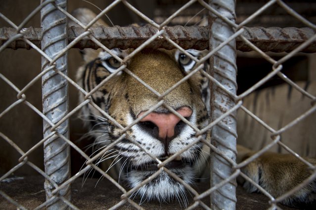 A tiger in an enclosure at Tiger Temple, a Buddhist monastery where paying visitors can interact with young adult tigers, in Kanchanaburi, Thailand, March 16, 2016. (Photo by Amanda Mustard/The New York Times)