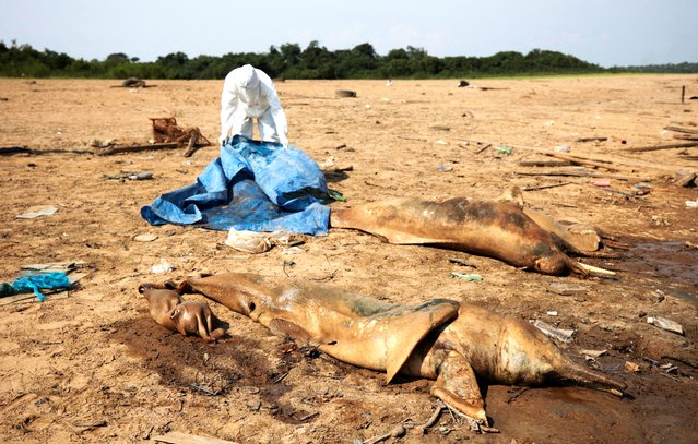 A researcher from the Mamiraua Institute for Sustainable Development retrieves dead dolphins from Tefe lake, which flows into the Solimoes river, that has been affected by the high temperatures and drought in Tefe, Amazonas state, Brazil on October 2, 2023. (Photo by Bruno Kelly/Reuters)