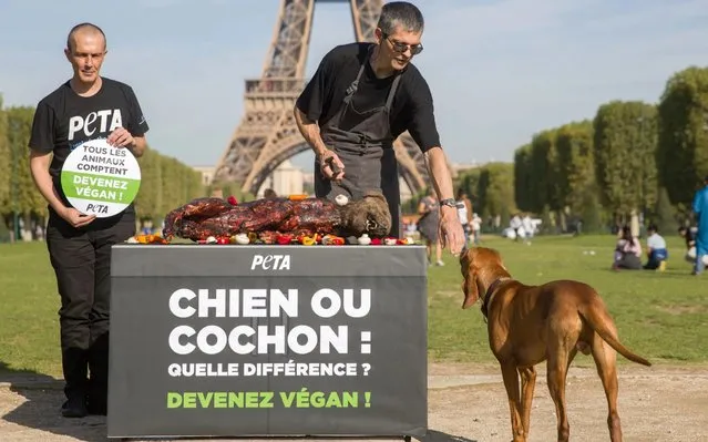 People for the Ethical Treatment of Animals (PETA) activists stand next to a grill with an effigy of a “grilled dog” with a sign that reads, “Dog or Pig what is the difference- become vegan” during a campaign against animal cruelty and in support for Veganism at the Champ-de-Mars in Paris on August 23, 2019. (Photo by AFP Photo/Stringer)