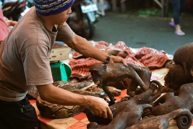 This picture taken on February 18, 2017 shows a vendor trying to hide crested black macaques under other animals in Tomohon market in northern Sulawesi, Indonesia. (Photo by Bay Ismoyo/AFP Photo)