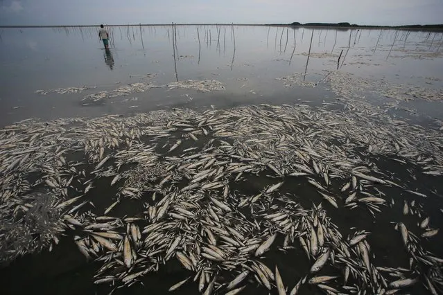Fabiano Jose de Souza, manager of Lagoa do Peixe National Park, observes dead fish at Lagoa do Peixe (Fish Lagoon) which was affected by drought in Tavares, Rio Grande do Sul state, Brazil on February 5, 2022. (Photo by Diego Vara/Reuters)