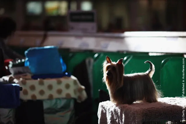 A Yorkshire Terrier waits to be groomed by it's owner on Day one of Crufts at the Birmingham NEC Arena