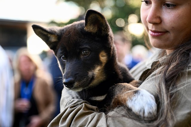 Rescued dingo puppies are seen during the National First Nations Dingo Declaration to members of New South Wales parliament, at New South Wales Parliament House in Sydney, Australia, 07 August 2024. (Photo by Bianca De Marchi/EPA/EFE)