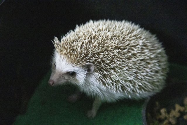 A Moorish hedgehog rescued from a war-torn city on eastern Ukraine is seen at a family house turned an animal shelter called SvoRa in Kharkiv City, Ukraine on August 02, 2024. SvoRa is an NGO run by Roman, a military chaplain, and Valeria, his wife. SvoRa has helped evacuating more than 600 animals since the war started in 2022, from which 340 animals were adopted while 260 have found their home in other shelters. (Photo by Narciso Contreras/Anadolu via Getty Images)