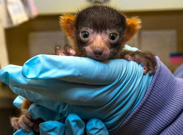 This May 27, 2016, photo provided by San Diego Zoo Global shows a male red ruffed lemur that was born on May 18, 2016 at the San Diego Zoo's behind-the-scenes Primate Propagation Center. The San Diego Zoo, announced the birth of the rare red ruffed lemur, an endangered tiny primate species that in nature is only found on the island of Madagascar. (Photo by Ken Bohn/San Diego Zoo Global via AP Photo)