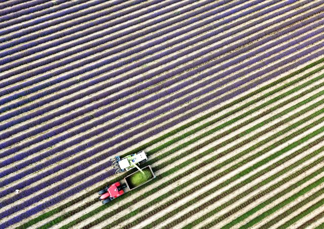 An image made with a drone shows an agricultural machine harvests lavender on Castle Farm in Shoreham, Kent, southern Britain, 23 July 2024.  Lavender is collected before being steamed to separate the oils. Lavender oil is commonly used in aromatherapy and to scent perfumes, oils and soaps.  Lavender has benefits such as aiding sleep, calming stress, and relieving skin complaints. (Photo by Neil Hall/EPA)