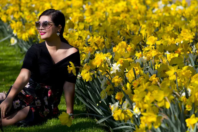 A tourists poses for a picture when visiting the Keukenhof spring garden in Lisse, west central Netherlands, Friday, April 20, 2018. De Keukenhof, open till May 13th, is a 32-hectares (80 acres) floral exhibition ground filled with seven million tulips, daffodils and hyacinths which attracts around 1 million tourists from all over the world. (Photo by Peter Dejong/AP Photo)