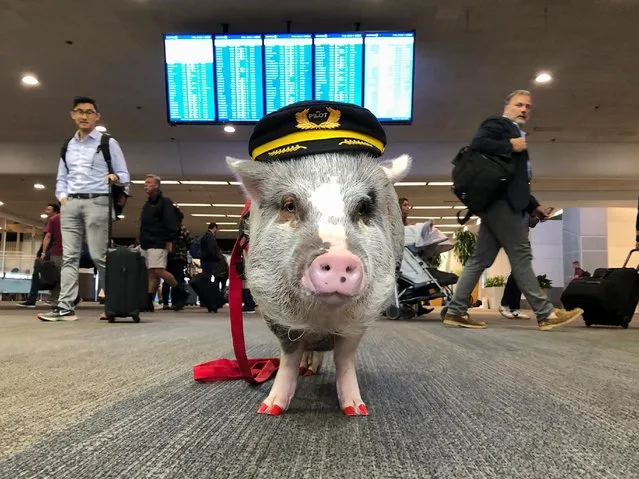 LiLou the therapy pig stands in front of a departures board at San Francisco International Airport in San Francisco, California, U.S. October 4, 2019. (Photo by Jane Ross/Reuters)