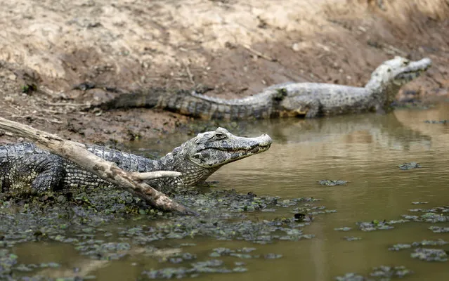 Alligators are seen in a pond that is not receiving water from the Pilcomayo river, on the border between Paraguay and Argentina, that is facing its worst drought in almost two decades, in Gral. Diaz, 500 km northwest of Asuncion, June 24 2016. (Photo by Jorge Adorno/Reuters)