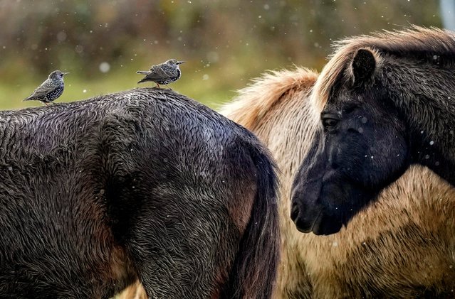 Starling sit on the back of an Icelandic horse at a stud farm in Wehrheim near Frankfurt, Germany, Wednesday, November 20, 2024. (Photo by Michael Probst/AP Photo)