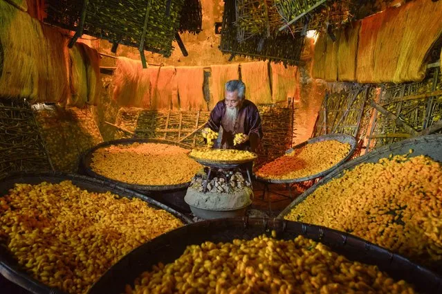 Thousands of bright yellow silkworm cocoons are dried in huge clay bowls in the village of Hong Ly, northern Vietnam in July 2022. Silk fibres are produced by silkworms when they spin themselves into a cocoon on their journey to becoming a silkmoth. The ultra-soft fibres are harvested from the cocoon in their raw state by being boiled in hot water. (Photo by Prabu Mohan/Solent News)