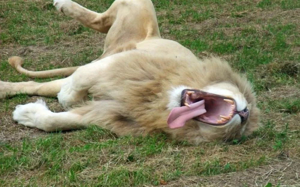 Animals Yawning