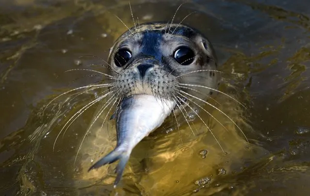 A young seal is fed a fish at the seal station in Friedrichskoog, Germany, on August 10, 2014. The rearing and rehabilitation of seal pups are the main aspects of station's work during the summer. (Photo by Daniel Reinhardt/DPA)