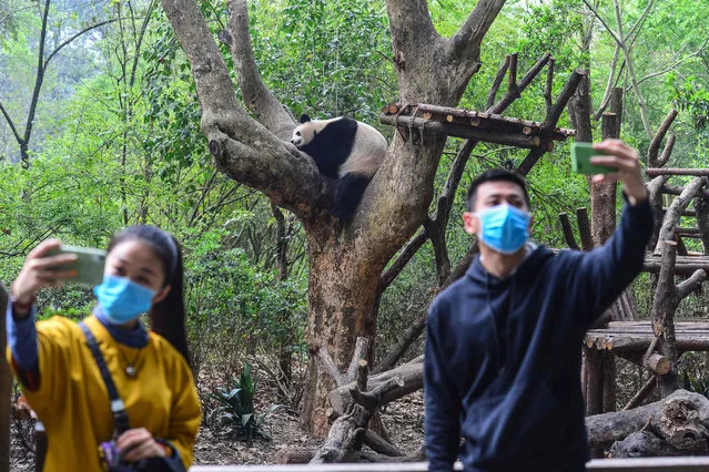 Visitors take selfies at the Chengdu Research Base of Giant Panda Breeding in Chengdu in China's southwestern Sichuan province on March 25, 2020. The base reopened to the public on March 25 after closing due to the COVID-19 coronavirus outbreak. (Photo by AFP Photo/China Stringer Network)