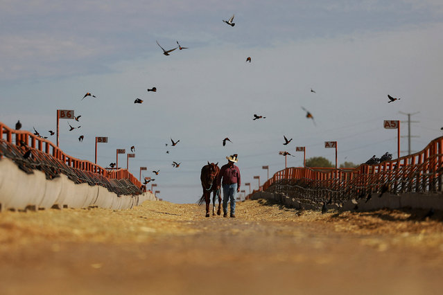 Gabriel Escarcega and his horse “El Sapo” work to return the cattle to their place of origin, after the United States halted imports of Mexican cattle due to the detection of a New World screwworm case, at the facilities of the Regional Livestock Union of Chihuahua at the Jeronimo-Santa Teresa border crossing, on the outskirts of Ciudad Juarez, Mexico, on November 27, 2024. (Photo by Jose Luis Gonzalez/Reuters)