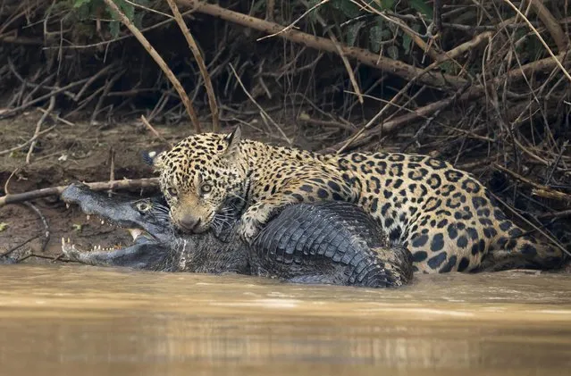 A jaguar ambushes a giant jacare caiman high up on the Three Brothers River in the Pantanal in Mato Grosso, Brazil. (Photo by Chris Brunskill Ltd/Getty Images)
