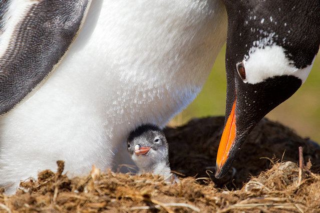 My baby: This small baby is about a few hours old. Photo taken in South Georgia. (Photo by Ondrej Zaruba/National Geographic Photo Contest