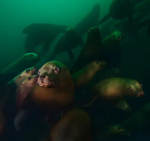 Steller sea lions. (Photo by David Hall)