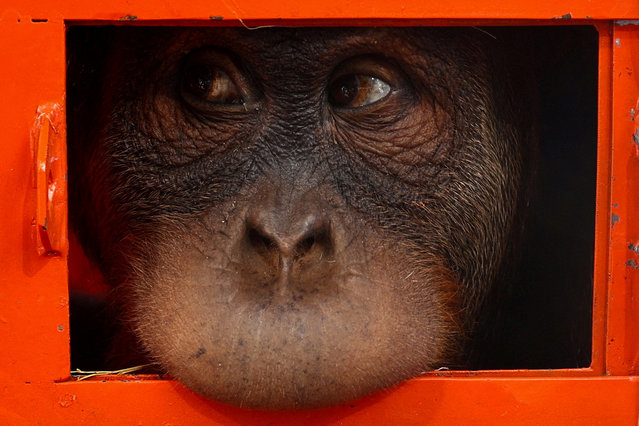An orangutan, which was seized from the Thailand-Malaysia border, looks from a cage before it is transferred to Indonesia, at Bangkok's Suvarnabhumi airport, Thailand on December 21, 2023. (Photo by Athit Perawongmetha/Reuters)