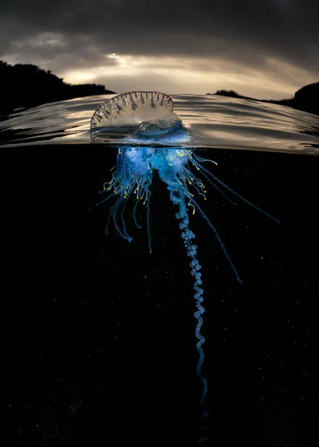 “Physalia Physalis”. Despite their potentially dangerous sting, the bluebottle cnidaria is an amazingly beautiful creature. I wanted to demonstrate this with careful lighting and composition. After strong NE winds hundreds of these cnidaria are blown into the bays around my home town and trapped overnight, enabling me to get my shots. Post processing is limited to colour temp and small amounts of burning. Also slightly cropped. (Photo and caption by Matthew Smith/National Geographic Photo Contest)