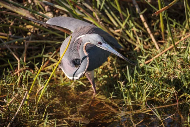 A little blue heron (Egretta caerulea) forages for food in a marsh in Naples, Florida. (Photo by Smitty Smitty/Alamy Stock Photo)