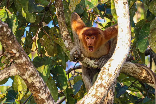 “Stop and stare”. A proboscis monkey in a tree next to the Kinabatangan River, in Sukau, Borneo. (Photo by Andy Evans/Comedy Wildlife Photography Awards)