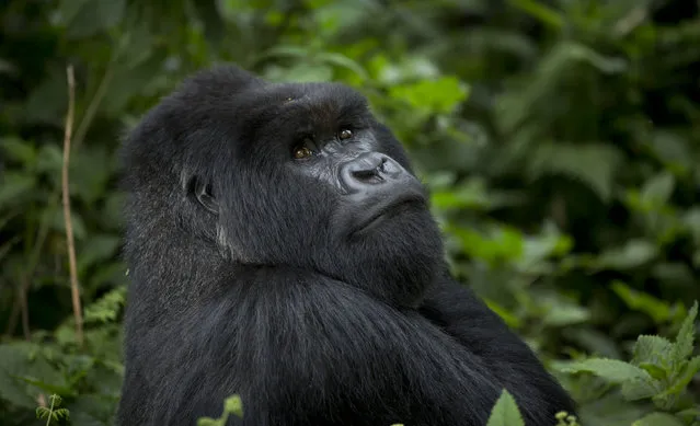 In this photo taken Friday, September 4, 2015, a male silverback mountain gorilla from the family of mountain gorillas named Amahoro, which means “peace” in the Rwandan language, sits in the dense forest on the slopes of Mount Bisoke volcano in Volcanoes National Park, northern Rwanda. (Photo by Ben Curtis/AP Photo)