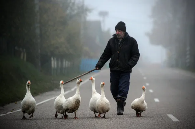 A man shepherds geese in the village of Krevo, some 100 km northwest from Minsk on October 22, 2017. (Photo by Sergei Gapon/AFP Photo)