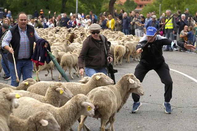 Shepherd's try to control some sheep that broke from the flock in central Madrid, Spain, Sunday, October 23, 2022. Sheep were guided by shepherds through the Madrid streets in defence of ancient grazing and migration rights that seem increasingly threatened by urban sprawl and modern agricultural practices. (Photo by Paul White/AP Photo)