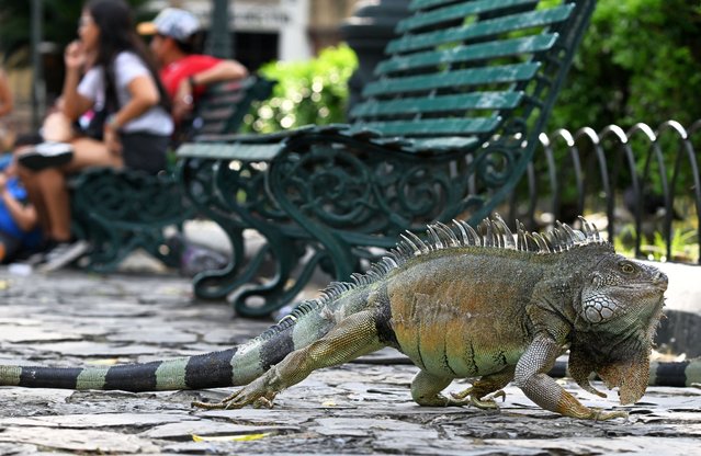 An iguana crawls at the Seminario Park, also known as the “Iguana Park”, in Guayaquil, Ecuador on April 9, 2025. (Photo by Raul Arboleda/AFP Photo)