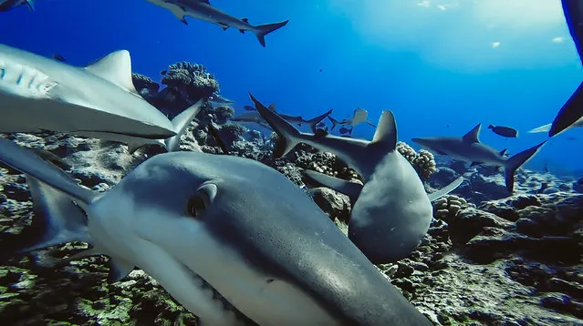 Grey reef sharks captured by baited remote underwater video system in French Polynesia. A new landmark study has revealed sharks are absent on many of the world’s coral reefs, indicating they are too rare to fulfill their normal role in the ecosystem, and have become “functionally extinct”. Of the 371 reefs surveyed in 58 countries, sharks were not observed on nearly 20 percent, indicating a widespread decline that has gone undocumented on this scale until now. The survey also identified conservation measures that could lead to recovery of these iconic predators. Essentially no sharks were detected on any of the reefs of six nations. (Photo by Global Finprint/AFP Photo)