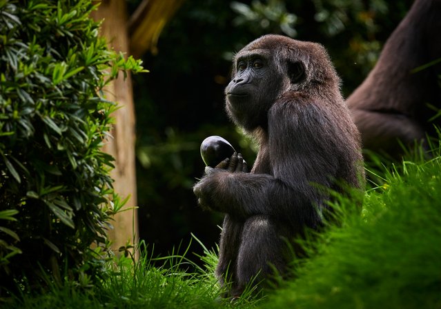A young gorilla looks on inside his enclosure at the Beauval Zoopark in Saint-Aignan, central France, on May 7, 2025. (Photo by Guillaume Souvant/AFP Photo)