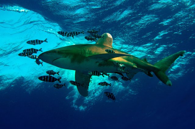An oceanic whitetip shark (Carcharhinus longimanus) is seen swimming in Egypt's Red Sea, one of the most important places in the world for underwater richness and home to many species on December 22, 2024. The Red Sea, which is an extension of the Indian Ocean and located between the Arabian Peninsula and the African continent, offers both the scientific world and divers the opportunity to dive in its clear waters with its strategic and historical importance as well as its unique living diversity. (Photo by Tahsin Ceylan/Anadolu via Getty Images)