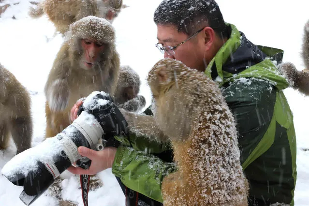 This picture taken on January 6, 2018 shows macaque monkeys looking at a man' s camera during snowfall at Wulongkou Nature Reserve in Jiyuan in China' s central Henan province. (Photo by AFP Photo/China Stringer Network)