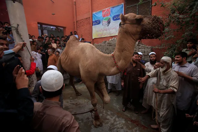 Men prepare to sacrifice a camel during Eid al-Adha in Peshawar, Pakistan September 13, 2016. (Photo by Fayaz Aziz/Reuters)