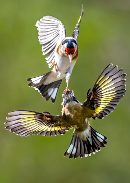 Two European goldfinches clash mid-air in a dramatic fight over food, their wings flashing yellow, black and white in a garden in Vilvoorde, Belgium early June 2025. (Photo by Wouter Cardoen/Solent News & Photo Agency)