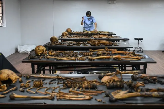 This photo taken on November 17, 2022 shows forensic pathologist Raquel Fortun arranging the skeletal remains of a drug war victim for autopsy in her laboratory at the University of the Philippines College of Medicine in Manila. Raquel Fortun whispers to the human skeletal remains spread out in a makeshift morgue in the Philippine capital Manila. She is seeking the truth about their violent deaths – and justice for their families. (Photo by Jam Sta Rosa/AFP Photo)