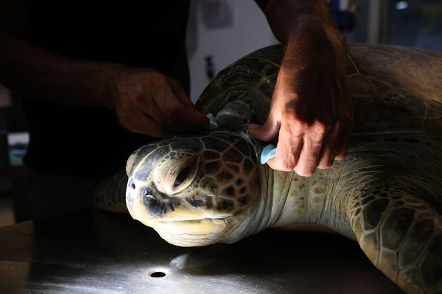 Jim Bolssens from Europets Clinic, Sharjah and the aquariums head vet Natasha Mannina operate on Green turtle Shieka (who weighs over 100kg) after suffering from buoyancy issues caused by an cyst pressing against her shell in the National Aquarium Abu Dhabi on June 15, 2025. (Photo by Chris Whiteoak/The National)
