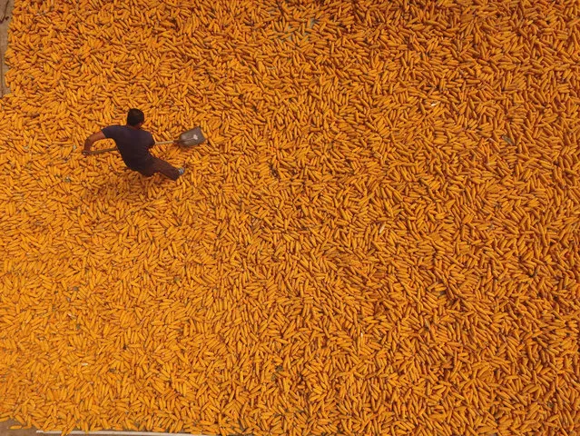 Harvesting corn in Shandong province, in Liaocheng, China on September 19, 2016. (Photo by Sipa Asia/Rex Features/Shutterstock)