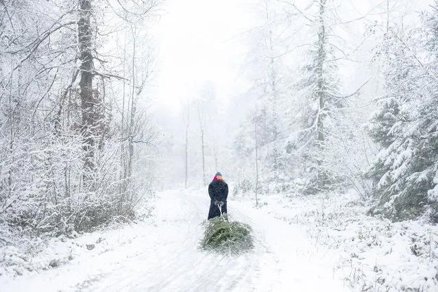 A woman hauls a Christmas tree on a sledge along a snowy forest path in Zurich, Switzerland, 10 December 2022. (Photo by Michael Buholzer/EPA/EFE)
