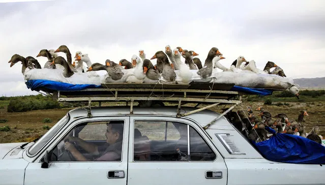 A man carries gooses on top of his car as he drives on a highway that leads to the city of Ganja, Azerbaijan on October 21 2020. (Photo by Umit Bektas/Reuters)
