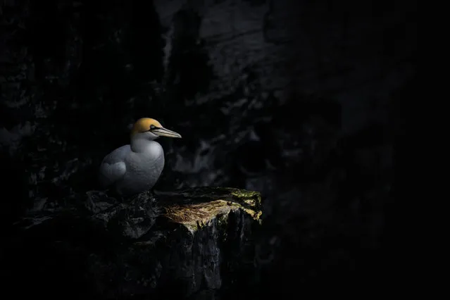 Northern gannet, Bempton Cliffs, United Kingdom. (Photo by Janine Lee/BPOTY/Cover Images/The Guardian)