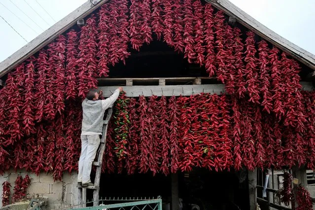 A man hangs a bunch of paprika on the wall of his house to dry in the village of Donja Lakosnica, Serbia October 6, 2016. (Photo by Marko Djurica/Reuters)