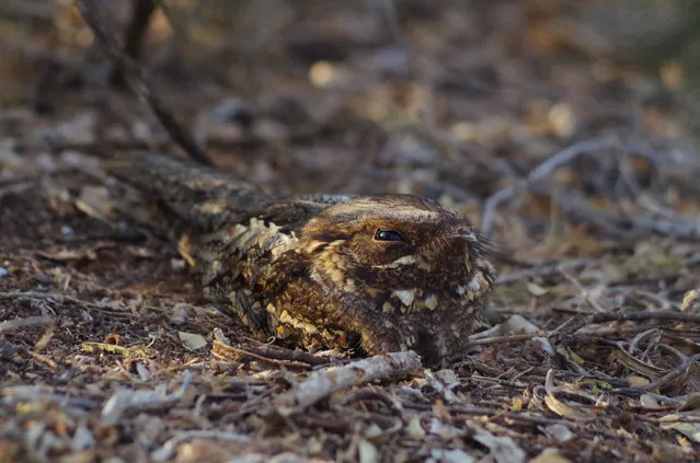 Individuals and populations category student winner: I See You by Elena Račevska, (Oxford Brookes University). A Madagascan nightjar having a daytime rest. (Photo by Elena Račevska/2020 British Ecological Society Photography Competition)