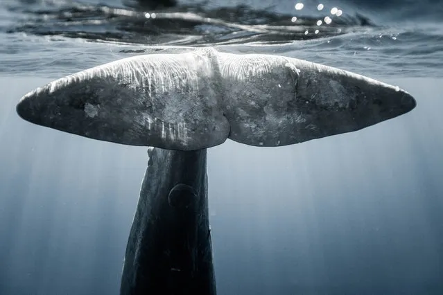 A sperm whale. (Photo by Alexandre Roubaud/Alexandre Voyer/Caters News)