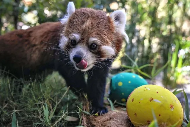 A red panda named Ichiha searches for snacks in Easter eggs at the Buin Zoo in Santiago, Chile, Sunday, April 9, 2023. The Zoo has been giving some of its animals ostrich Easter eggs painted with non-toxic tempera and filled with the particular diet of each species. (Photo by Esteban Felix/AP Photo)